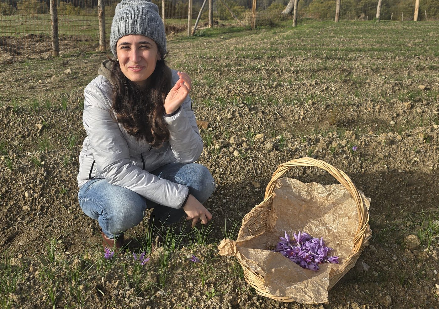 Accanto a un cesto di fiori di zafferano appena raccolti
