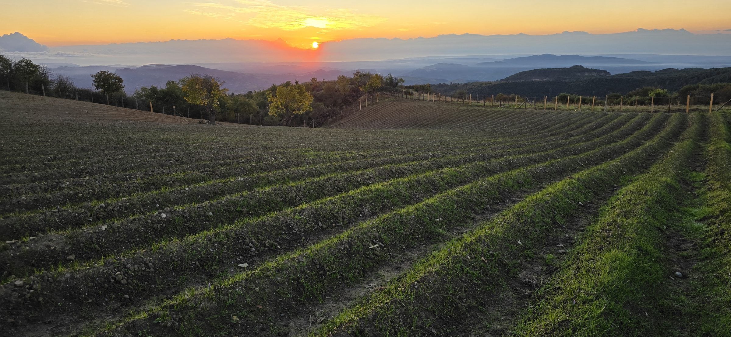 Filari di croco da zafferano nella tenuta Talerico all’alba, con le colline della Calabria sullo sfondo