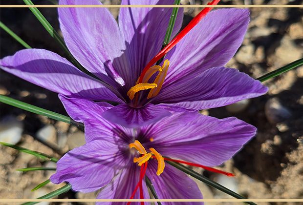 Due fiori di croco da zafferano con i loro stigmi rossi